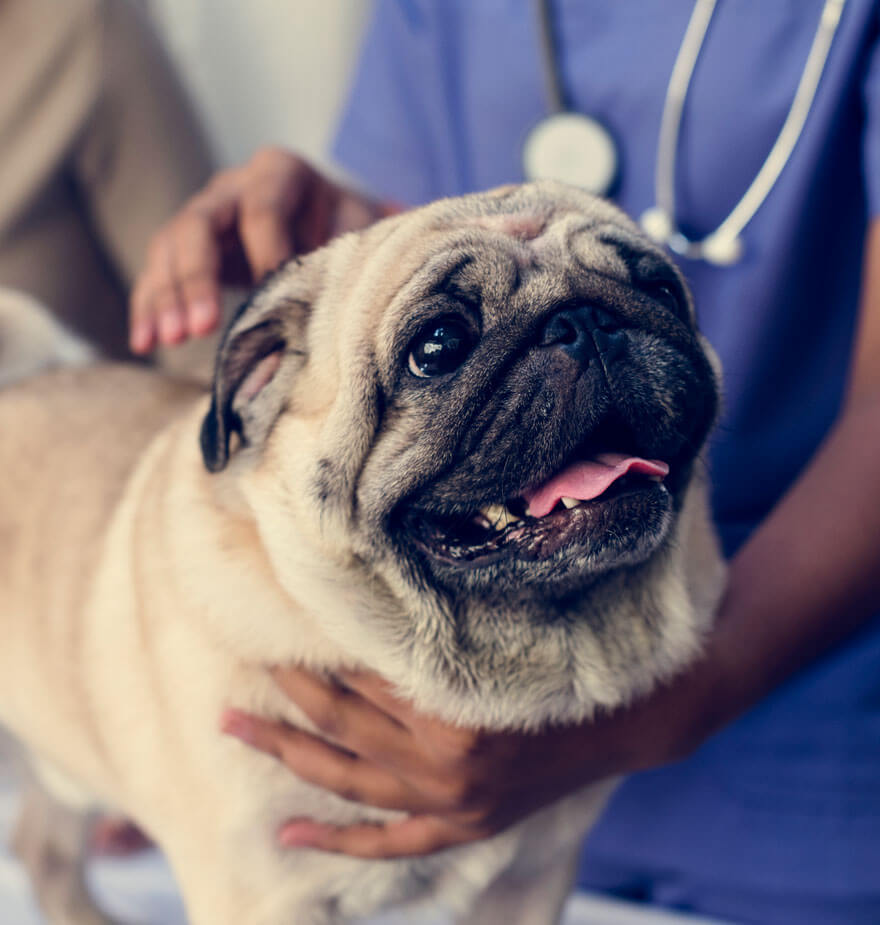 pet-pug-in-vethouse-pet-care-clinic