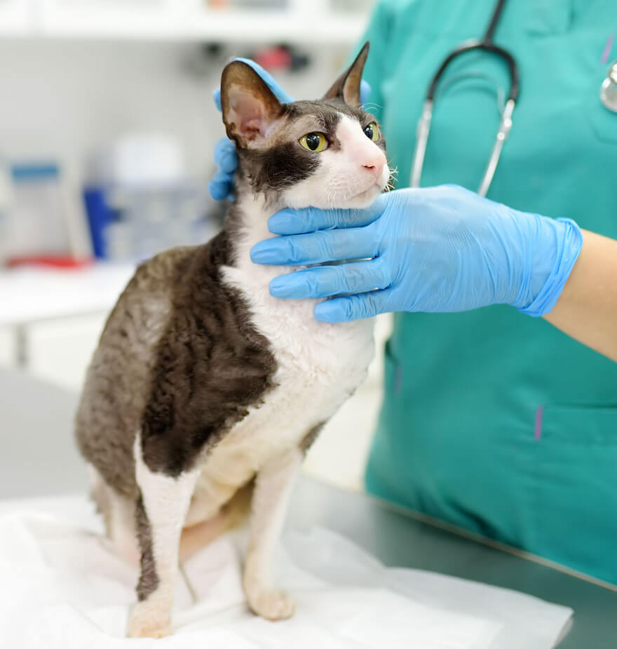 vethouse-pet-care-examines-cat